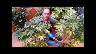 Multiplicación de Schefflera o Cheflera por acodo aéreo [upl. by Yekcir524]