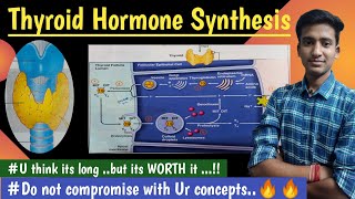 Synthesis and ReleaseThyroid HormoneEndocrine Physiology  in hindi Ashish Agrawal [upl. by Simmonds40]