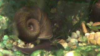 Coldwater Snail  Black Ramshorn Snail at Tyne Valley Aquatics  near Newcastle [upl. by Cher]