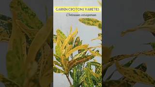 Garden crotons varieties [upl. by Weiler]