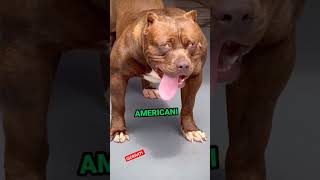 I 4 CANI PIÙ PERICOLOSI DEL MONDO 🐕‍🦺🌍 shortvideo animali animale pericoloso cani bulldog [upl. by Tiler]