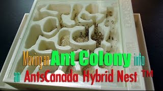 Moving an Ant Colony into an AntsCanada Hybrid Nest ™ [upl. by Reyotal]