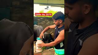 Udder growth feeding formula  how to grow udae shortvideo cow buffalodairyfarm shorts shorts [upl. by Filberte]