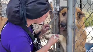 Goleta Dog Whisperer rehabilitates Santa Barbara County’s stray dogs [upl. by Lewes]