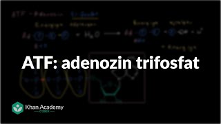 ATF adenozin trifosfat  Energiya va fermentlar  Biologiya [upl. by Yelyr]