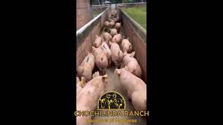 LECHONES DE PRECEBO 33 KS CHOCHILINDA RANCH [upl. by Filmer]