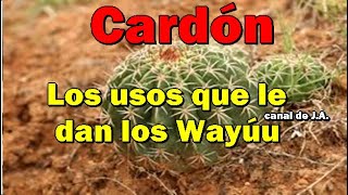 Cardón Los usos que le dan los Wayúu a esta planta [upl. by Som]