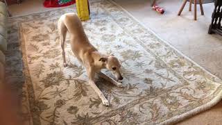 10 Funniest Whippet Videos  Funny Animals [upl. by Yerd725]