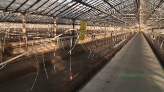 Vetoquinol Greenhouse Biosecurity Program for Vegetables [upl. by Feliza991]