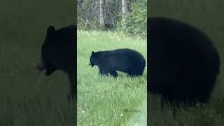 Black bear at📍 Jasper national park [upl. by Chellman175]