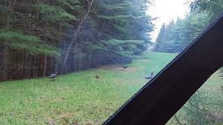 PA Spring Gobbler Hunt Montage [upl. by Thorrlow]