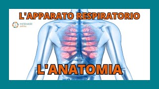 LAPPARATO RESPIRATORIO  LANATOMIA  INFERMIERI Online [upl. by Milde]