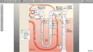 Regulation of Electrolytes [upl. by Jeavons]