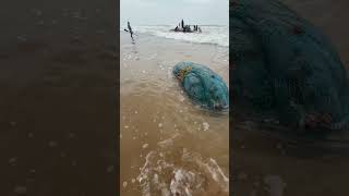 Chepalu Veta fishing veta pavanbunga trending shortvideos beach fish chepalu hardwork in [upl. by Glenine]