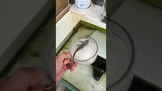 Girl Revives Dead Fish shortsvideo [upl. by Merwin]