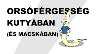 Orsóférgesség  csak egyszerűen [upl. by Stephens733]