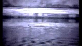 Pond bat Myotis dasycneme hunts over a canal batdetector tuned at 35 kHz [upl. by Ecirted]