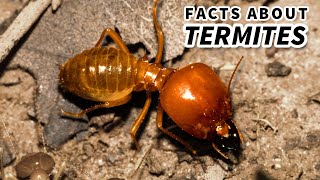 Termite Facts COLONY ANIMALS  Animal Fact Files [upl. by Enieledam]