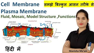 Cell Membrane Anatomy amp Physiology in hindi  Fluid Mosaic Model  Plasma Membrane  anatomy [upl. by Airot61]