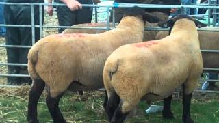 KELSO ram sales 2010 wwwsuffolksnl [upl. by Brooke]