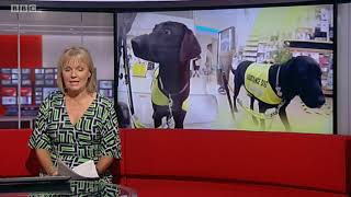 Pepper the quotowner trainedquot Assistance Dog  BBC Midlands Today 110820 [upl. by Naie962]