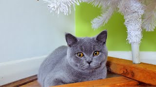 British Shorthair Cats  Decorating a Christmas Tree [upl. by Anazraf497]