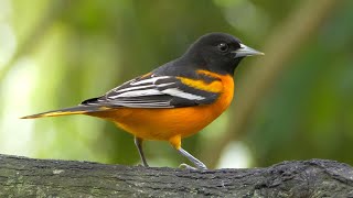 Baltimore Oriole its Song and Call [upl. by Rufena]