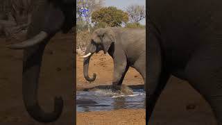 Bulls waterhole contest Elephant vs Hippo shorts elephant hippopotamus [upl. by Ermanno]