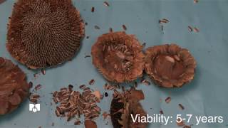 Seed saving Sunflower seeds [upl. by Zenas]