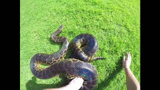 Yellow Anaconda Eunectes notaeus [upl. by Lardner]