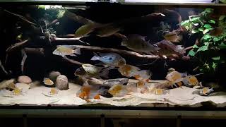 1000Liter Becken Geophagus Tank [upl. by Ttsepmet]