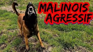 MALINOIS QUI ABOIE  CHIEN MÉCHANT [upl. by Enimaj]