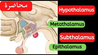 Anatomy of diencephalon part 2 [upl. by Ahsille]