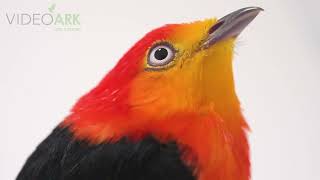 A male crimsonhooded manakin Pipra aureola at Walsrode Bird Park in Germany [upl. by Ydollem839]