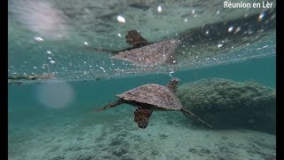 Balade dune petite tortue dans le lagon de lHermitage  gotoreunion  17112017 [upl. by Borlow500]