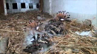 Hoopoe Nest HD V1  Part 2 of 2 [upl. by Noyad]