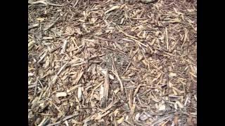 How fast do Woodchips Decompose [upl. by Ahseet532]