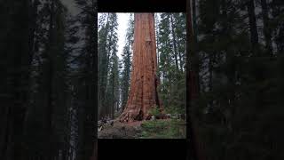 Biggest Tree in the world General Sherman Tree Sequoia amp Kings Canyon National Park in California [upl. by Higgins19]