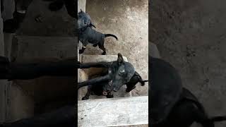 ឆ្កែចេះបឺតមាត់មនុស្ស  Dogs can suck human mouths [upl. by Shara905]