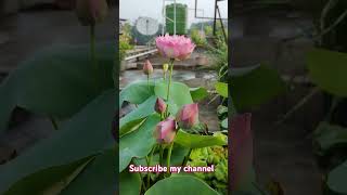 shortvideo flowers aquaticplant nature kaveri Deeping Dew ❤️❤️❤️ [upl. by Florette]