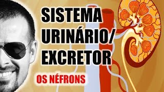 Sistema ExcretorUrinário  Néfron A unidade funcional dos Rins  Anatomia Humana  VideoAula 031 [upl. by Forester]