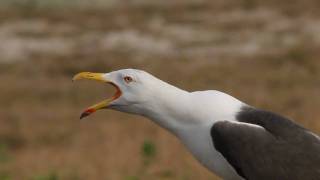 Kleine Mantelmeeuw  Larus fuscus graellsii  Lesser Blackbacked Gull [upl. by Toddie]