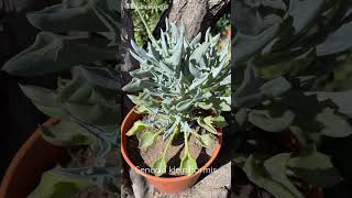 Senecio kleiniiformis 🌼💙  Punta de Lanza [upl. by Maighdiln]