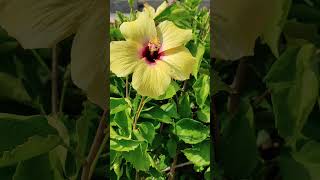 Hawaii National State Flower [upl. by Atcele]