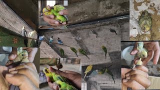 Hand Feeding Budgies Chick 🐣 [upl. by Adelpho]