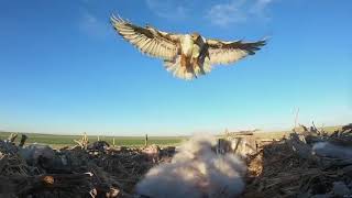 Ferruginous Hawks [upl. by Watts]