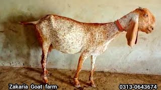 MAKHI CHEENI GOAT  ZAKARIA GOAT FARM  GOAT FARMING IN PAKISTAN [upl. by Lenor]