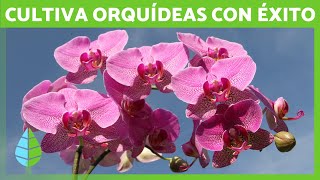 Guía Completa de las ORQUÍDEAS 🌸✅ Tipos Cuidados Cultivo y Errores Comunes [upl. by Jefferey]