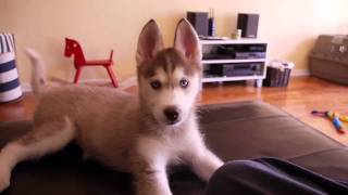 Laika the Talking Husky Puppy [upl. by Godart620]