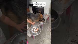 Begini ni kalau ada satu yg mens makan berantakan ga mah fokus germanshepherd anjingpintar [upl. by Kaile577]